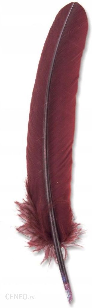 i-aladine-ptasie-pioro-ze-scietym-koncem-do-kaligrafii-bor