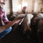 Waga inwentarzowa – niezbędne narzędzie w nowoczesnym gospodarstwie